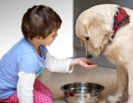 Cute child feeding his pet dog