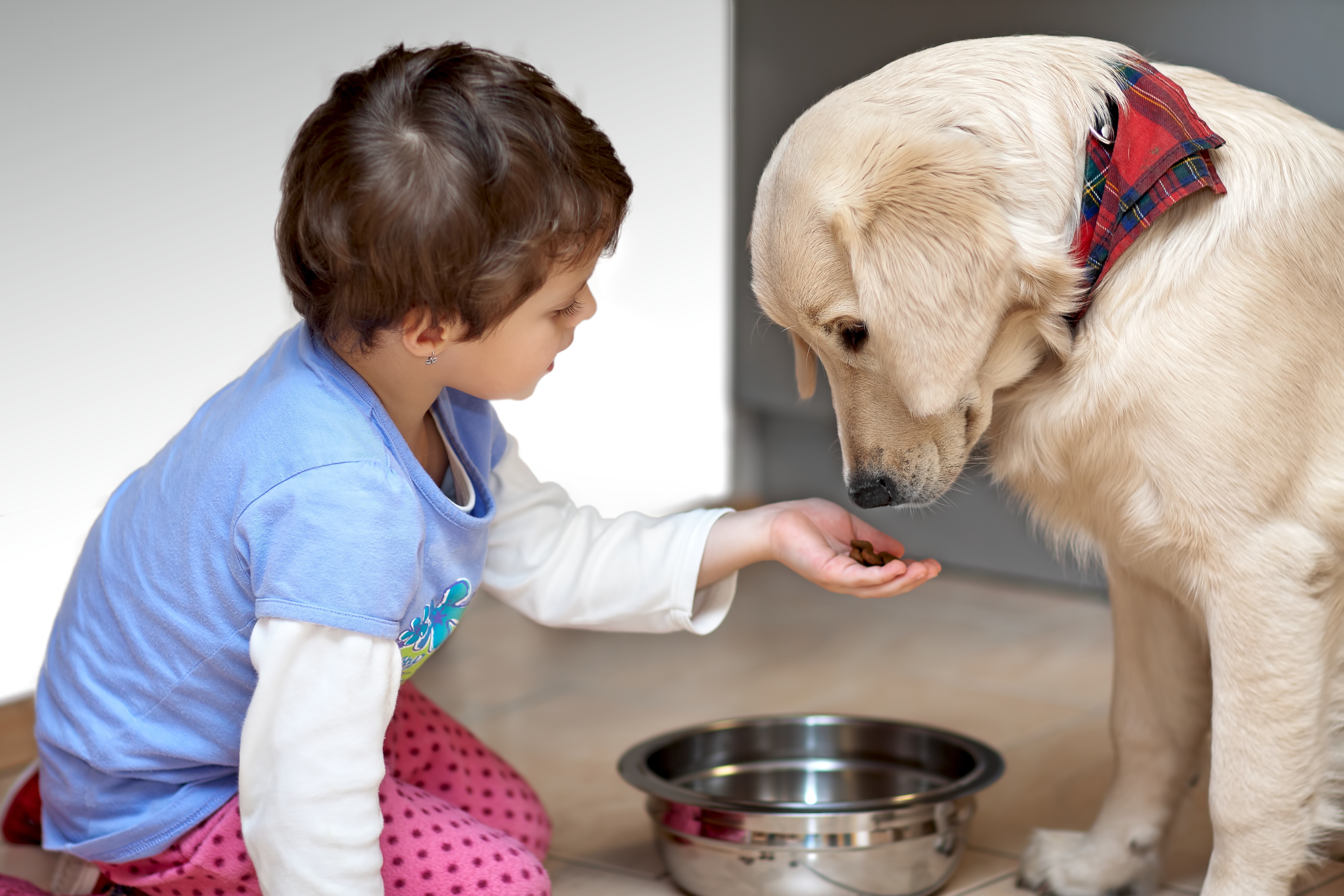 Cute child feeding his pet dog